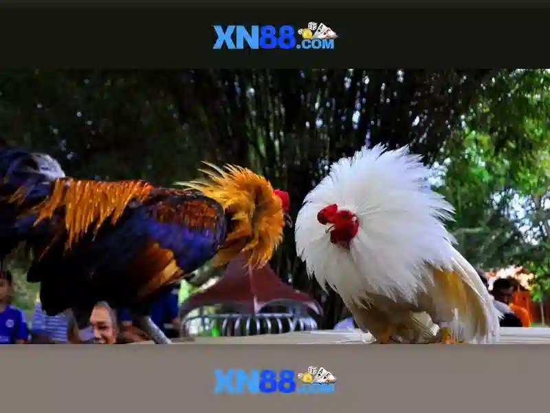Giới thiệu về xn88