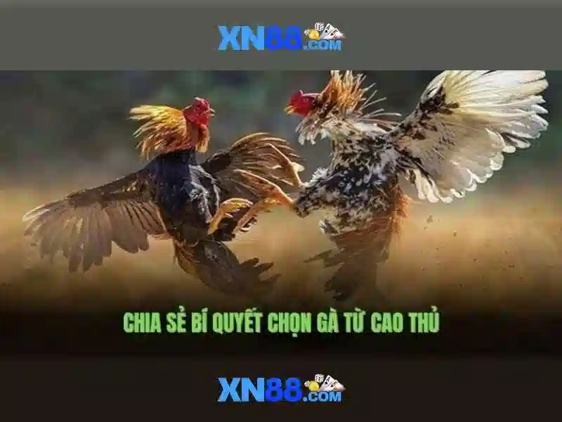 Kết luận về xn88