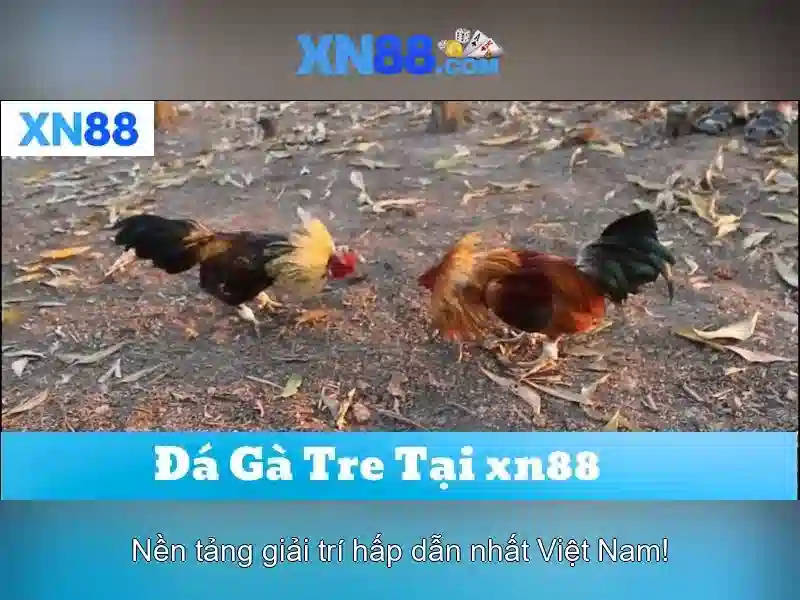 Xn88 - Nền tảng trò chơi và cá cược trực tuyến